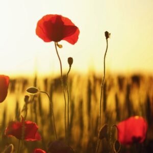 Rewild Verdant Day Planner